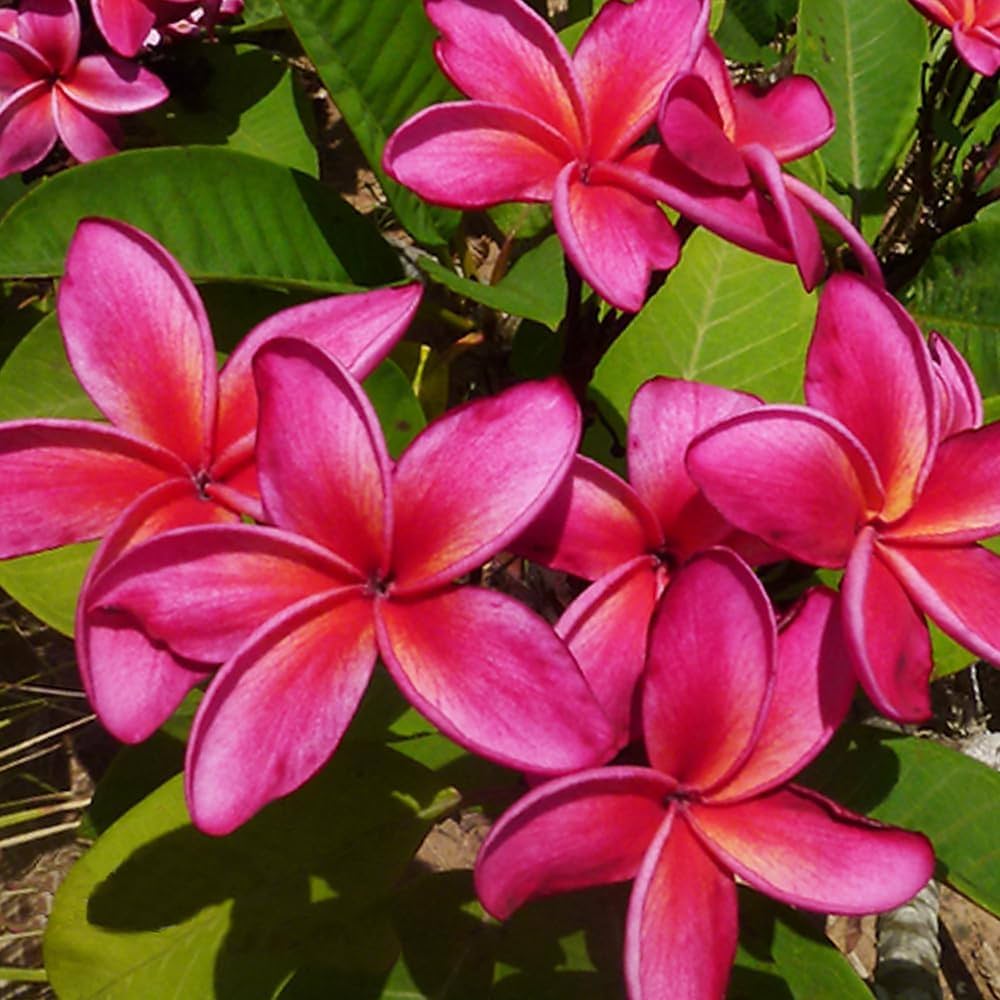 プルメリア実生苗(接木用) プルメリア実生苗(接木用) プルメリア実生苗(接木用) プルメリア実生苗(接木用)